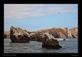 Ballestas Islands 050